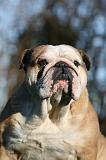 BULLDOG ANGLAIS 151